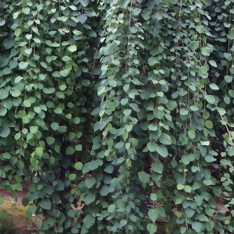 Cercidiphyllum japonicum Pendulum - Katsura (Follaje)