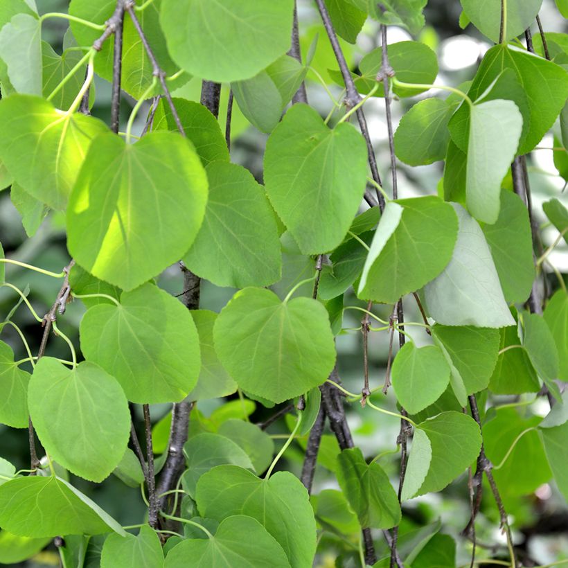 Cercidiphyllum japonicum Pendulum - Katsura (Follaje)