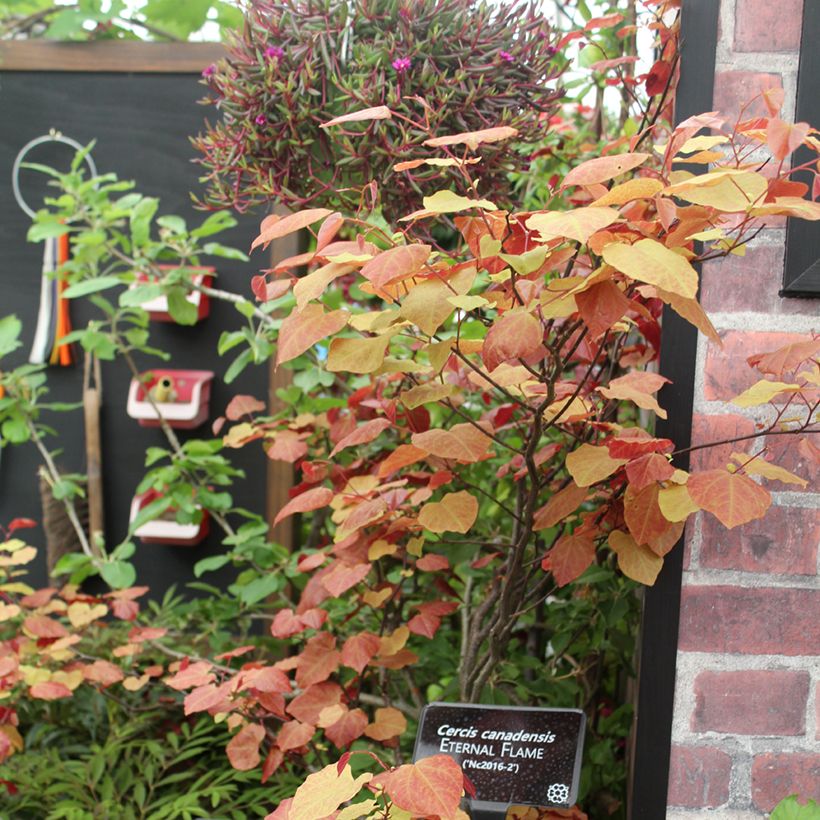 Redbud del este Eternal Flame - Cercis canadensis (Porte)