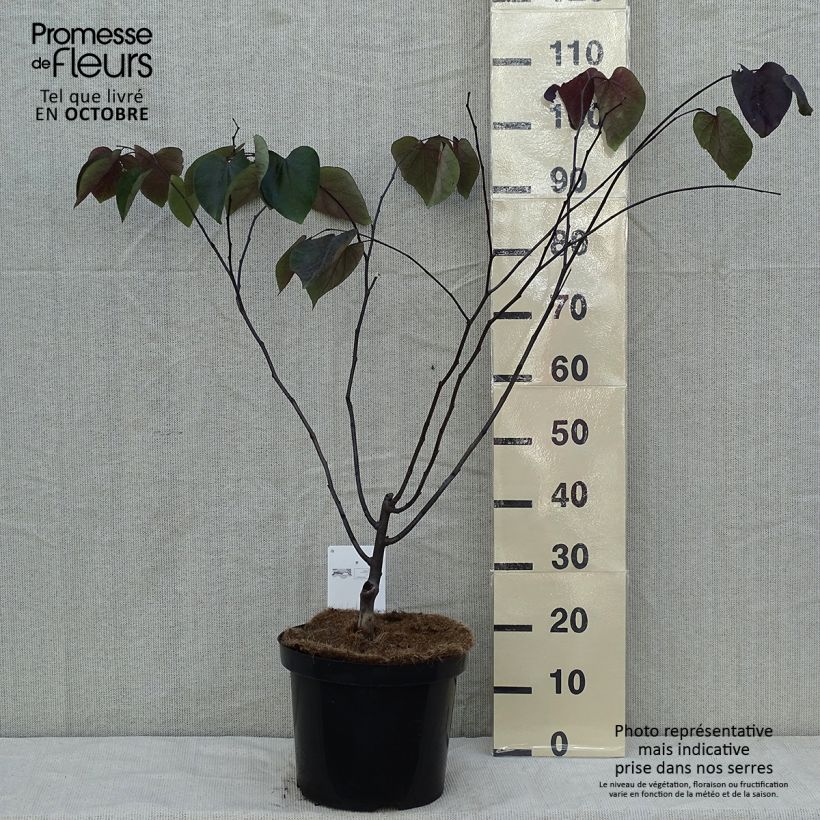 Ejemplar de Cercis canadensis Forest Pansy en pot de 10L. entregado en otoño