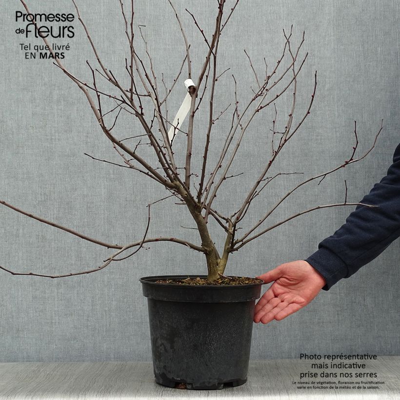 Cercis canadensis Hearts of Gold en pot de 10L Ejemplar entregado en invierno