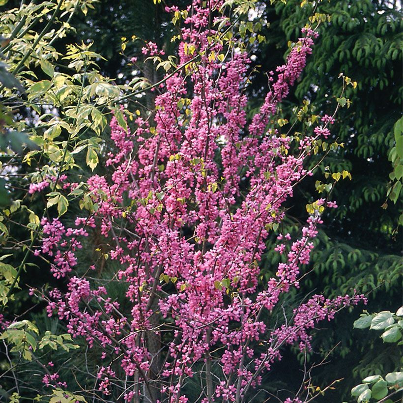 Cercis canadensis - Gainier du Canada (Porte)