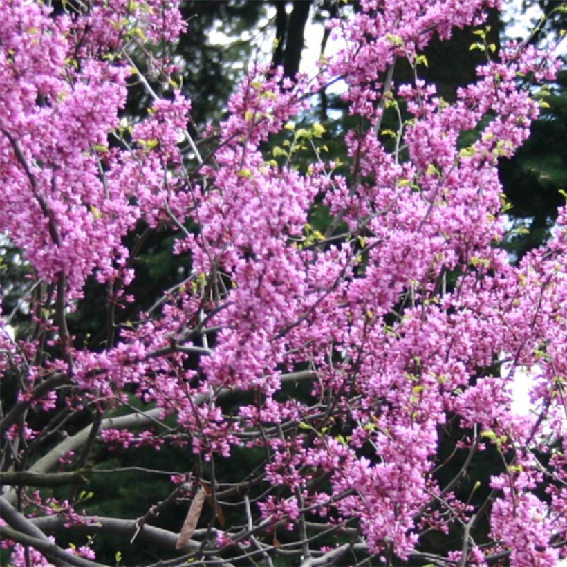 Redbud del este Melon Beauty - Cercis canadensis (Floración)