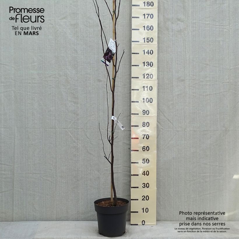 Cercis canadensis Merlot - Gainier du Canada  Pot de 6L/7L Ejemplar entregado en invierno