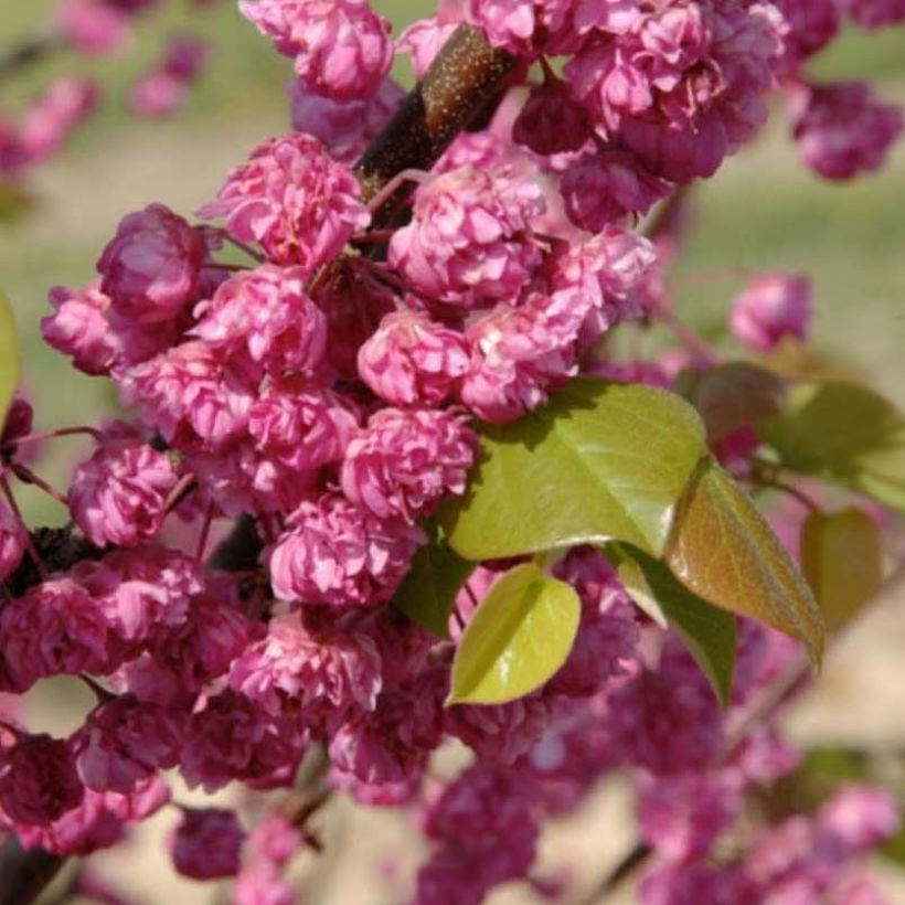 Redbud del este Pink Pom Pom's - Cercis canadensis (Floración)