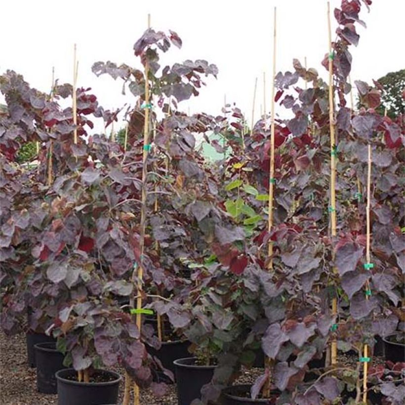 Redbud del este Ruby Falls - Cercis canadensis (Follaje)