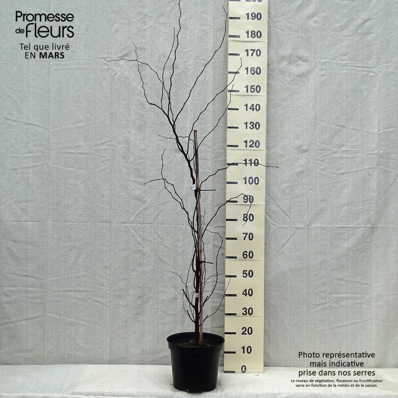 Cercis canadensis The Rising Sun - Gainier du Canada Pot de 7,5L/10L Ejemplar entregado en invierno