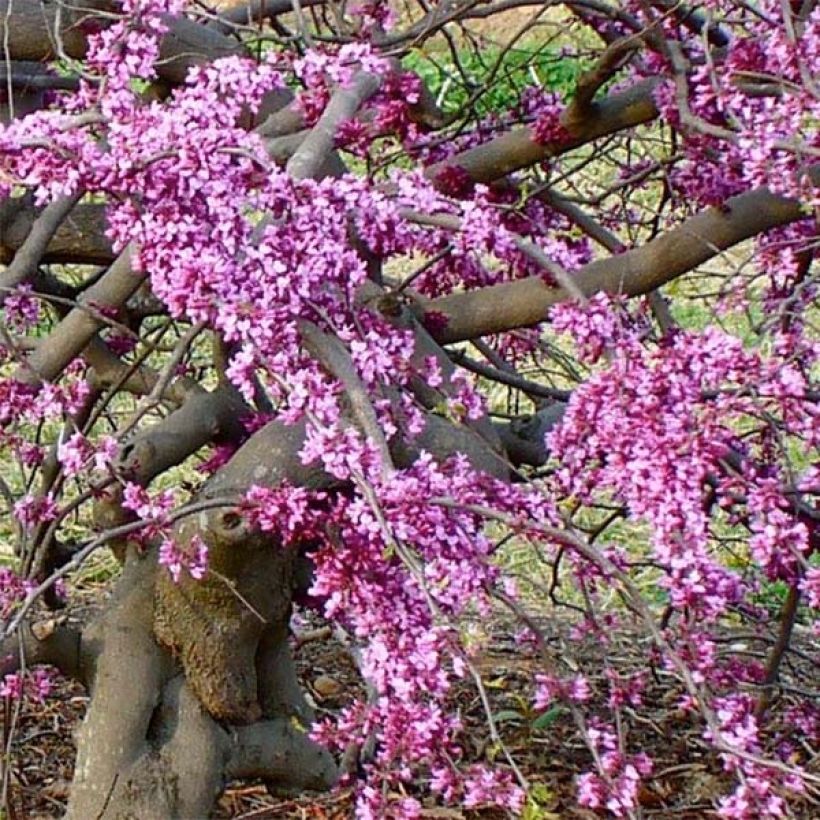 Redbud del este Traveller - Cercis canadensis (Floración)