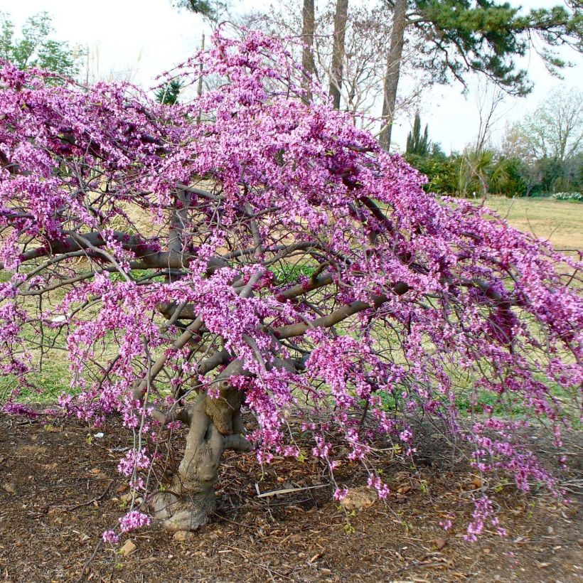 Redbud del este Traveller - Cercis canadensis (Porte)