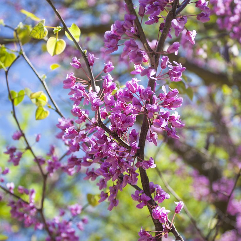 Redbud del este - Cercis canadensis (Floración)