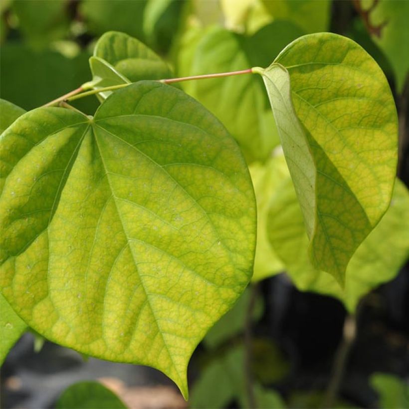 Cercis chinensis Avondale - Árbol del amor (Follaje)