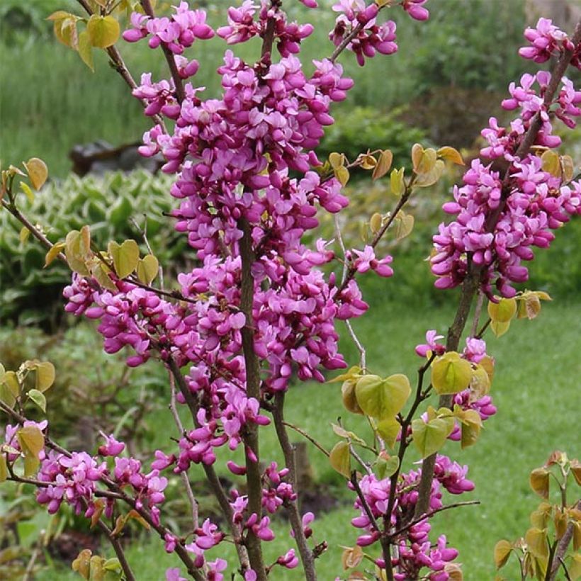 Cercis chinensis Avondale - Árbol del amor (Floración)