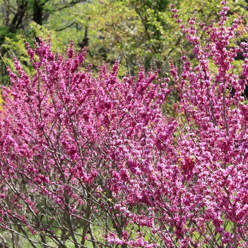 Cercis chinensis Avondale - Árbol del amor (Porte)