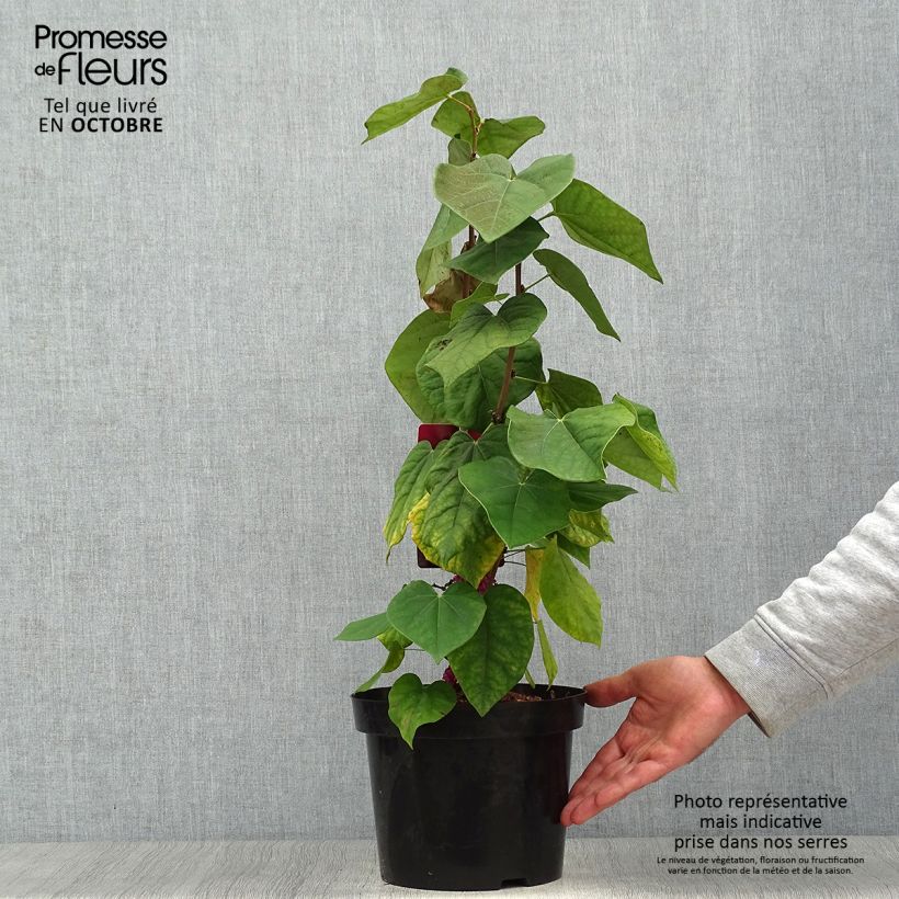 Ejemplar de Cercis chinensis Avondale en pot de 4L/5L entregado en otoño