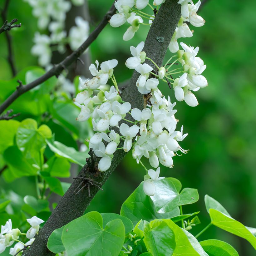 Cercis chinensis Shirobana - Árbol del amor (Floración)