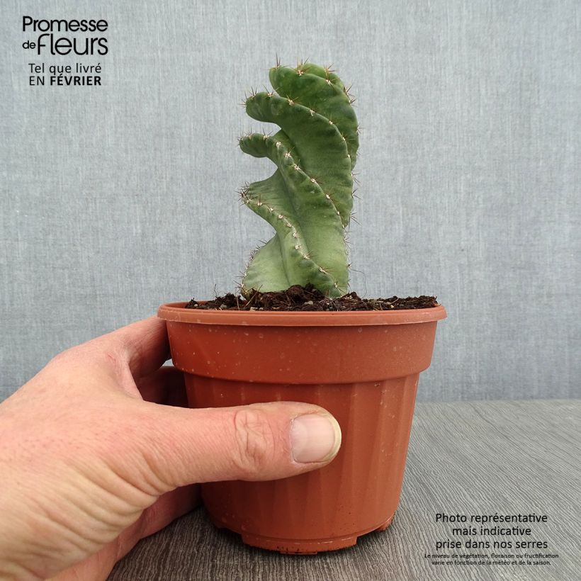 Cereus forbesii Spiralis Pot de 13 cm Ejemplar entregado en invierno