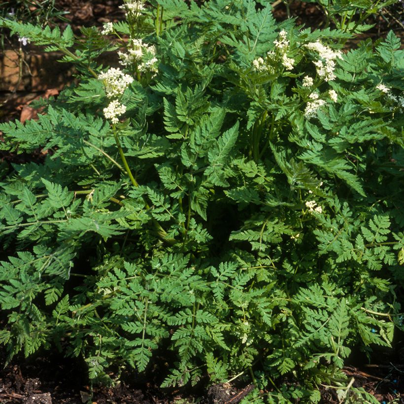 Perifollo - Anthriscus cerefolium (Porte)