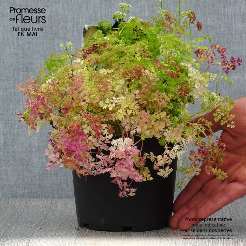 Cerfeuil commun en plants - Anthriscus cerefolium - Pot de 1.5L/2L Ejemplar entregado en la primavera