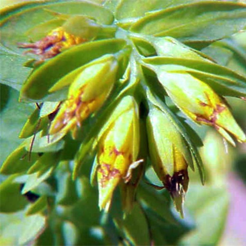 Cerinthe glabra - Ceriflor (Floración)