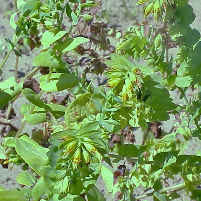 Cerinthe glabra - Ceriflor (Porte)