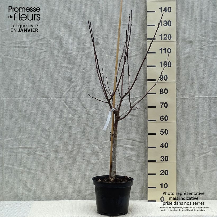 Cerisier Anglaise Hâtive - Prunus cerasus Gobelet en pot de 7,5l/10l Ejemplar entregado en invierno