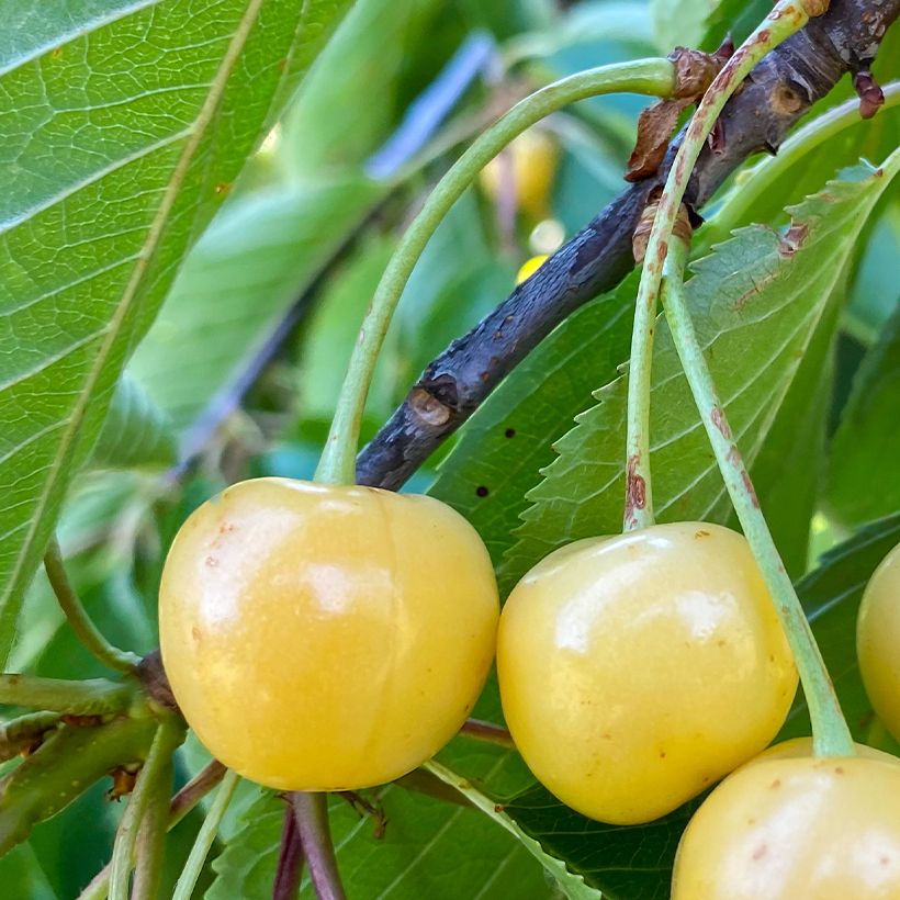 Cerezo Bigarreau Blanc (Cosecha)