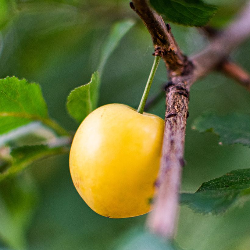 Cerezo Bigarreau Jaune de Missens (Cosecha)