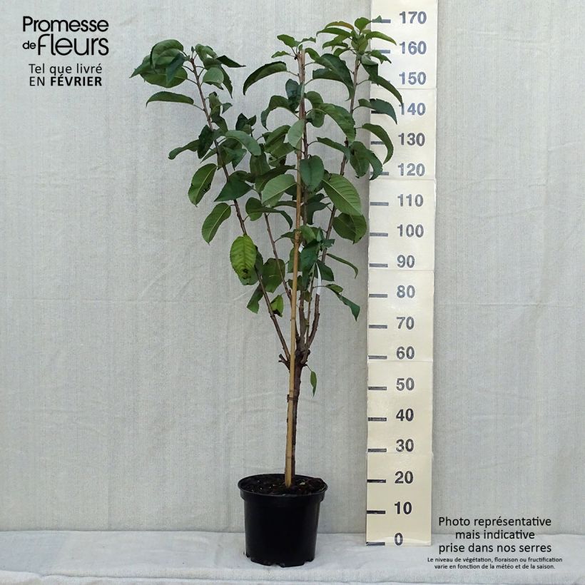 Ejemplar de Cerisier Rainier - Prunus cerasus Pot de 7,5L/10L entregado en otoño