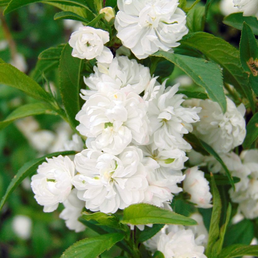 Prunus glandulosa Alba Plena (Floración)