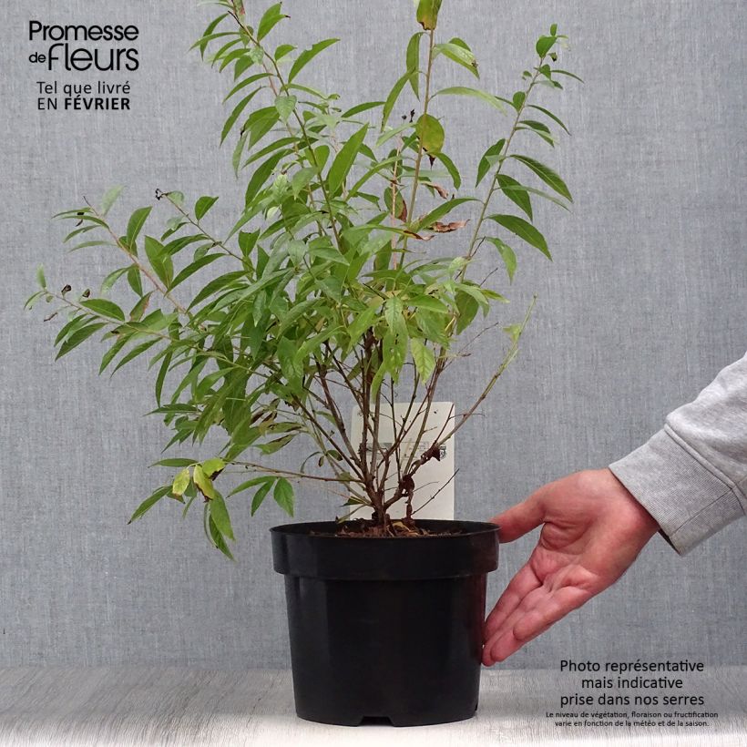 Ejemplar de Cerisier à fleur - Prunus glandulosa Alba Plena Pot de 2L/3L entregado en otoño