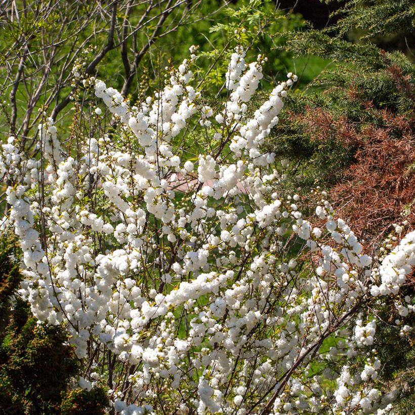 Prunus glandulosa Alba Plena (Porte)