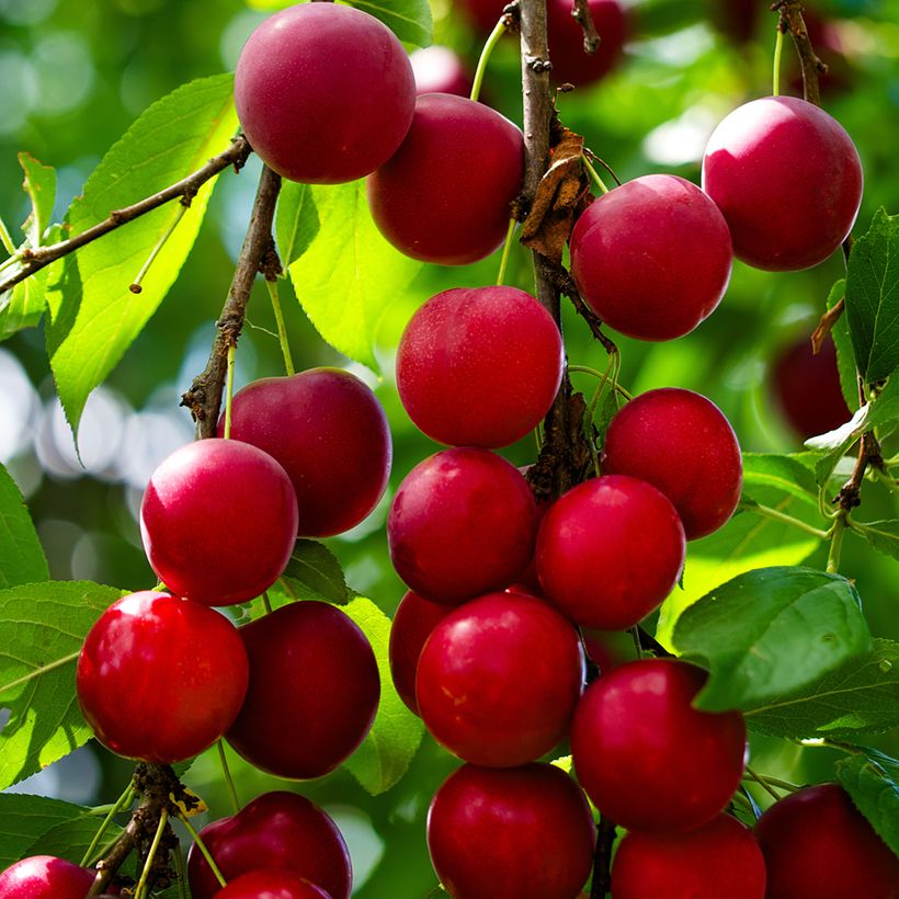 Prunus cerasifera - Ciruelo de jardín (Cosecha)