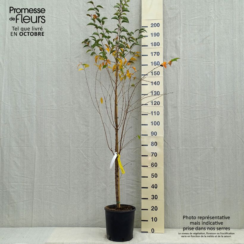 Ejemplar de Cerisier à fleurs - Prunus Pandora Pot de 12L/15L entregado en otoño