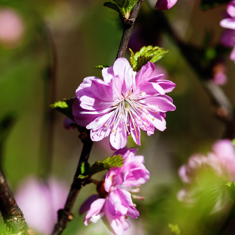 Prunus glandulosa Rosea Plena (Floración)