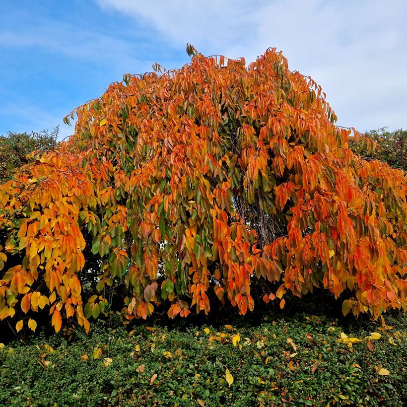 Cerezo japonés Kiku-Shidare-Zakura - Prunus serrulata (Porte)