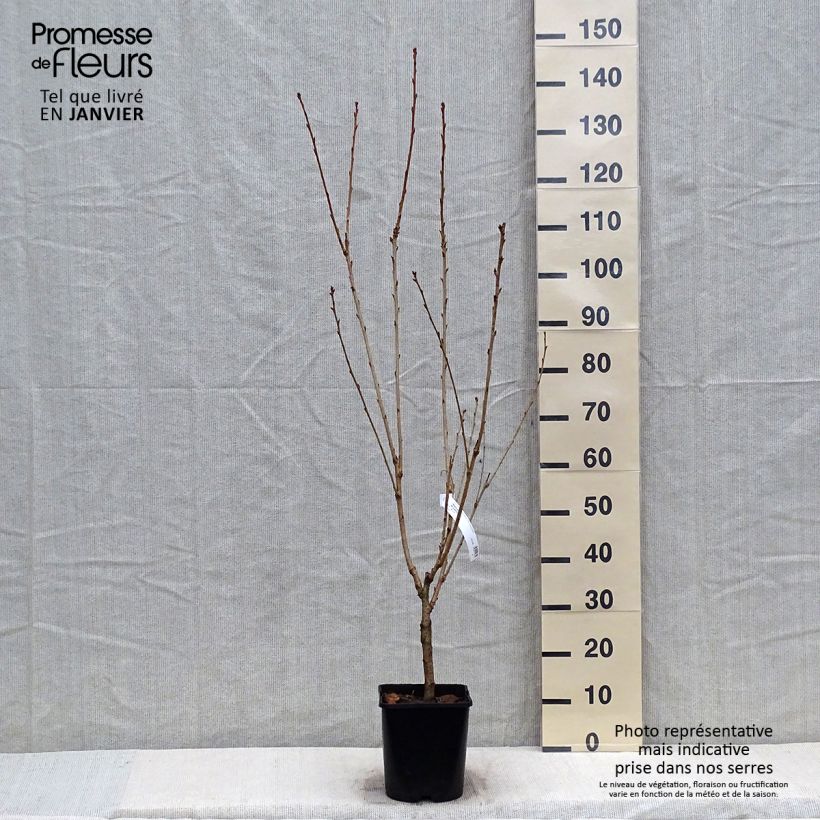 Cerisier à fleurs - Prunus serrulata Pink Perfection Pot de 4L/5L Ejemplar entregado en invierno