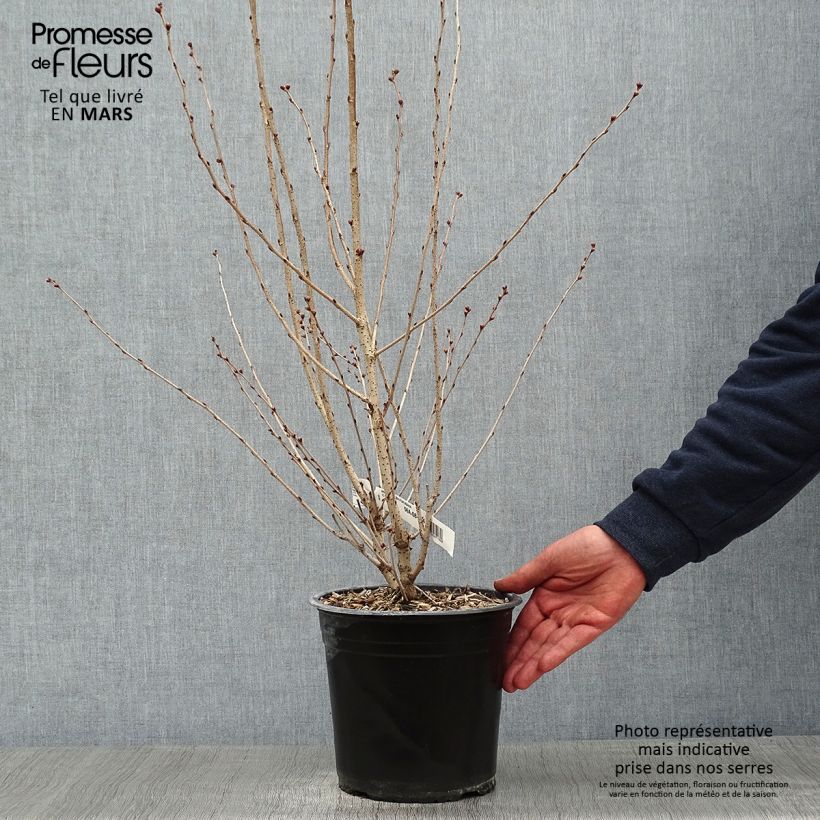 Cerisier à fleurs - Prunus subhirtella Fukubana en pot de 4L/5L Ejemplar entregado en invierno