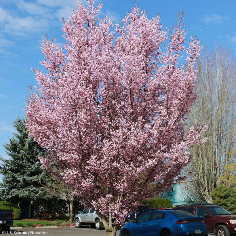 Cerezo de flor First Blush (Porte)