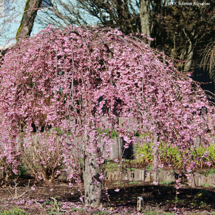 Cerezo de flor Pink Cascade (Porte)