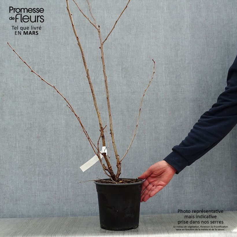 Cerisier à fleurs du Japon - Prunus Accolade en pot de 4.5L Ejemplar entregado en invierno