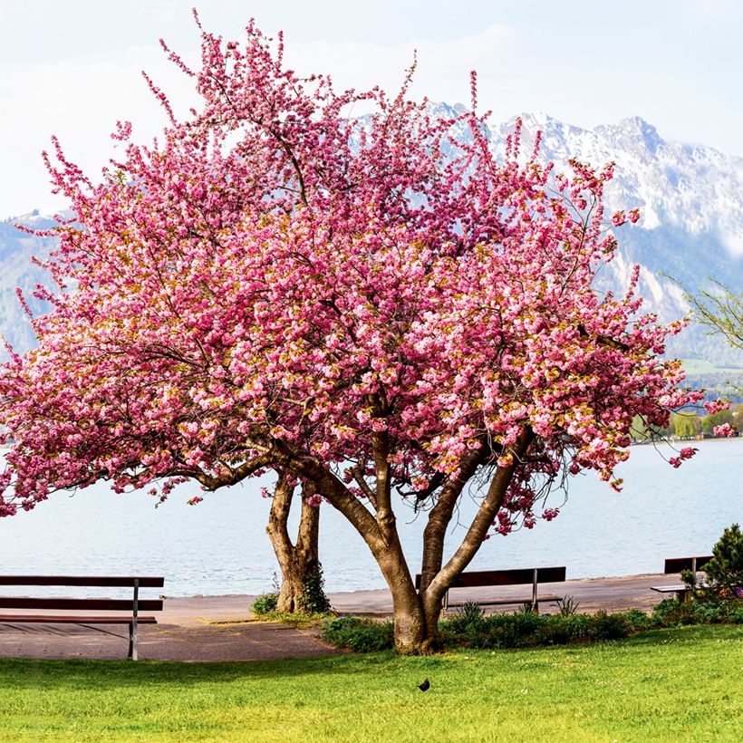 Cerezo japonés Kanzan - Prunus serrulata (Porte)