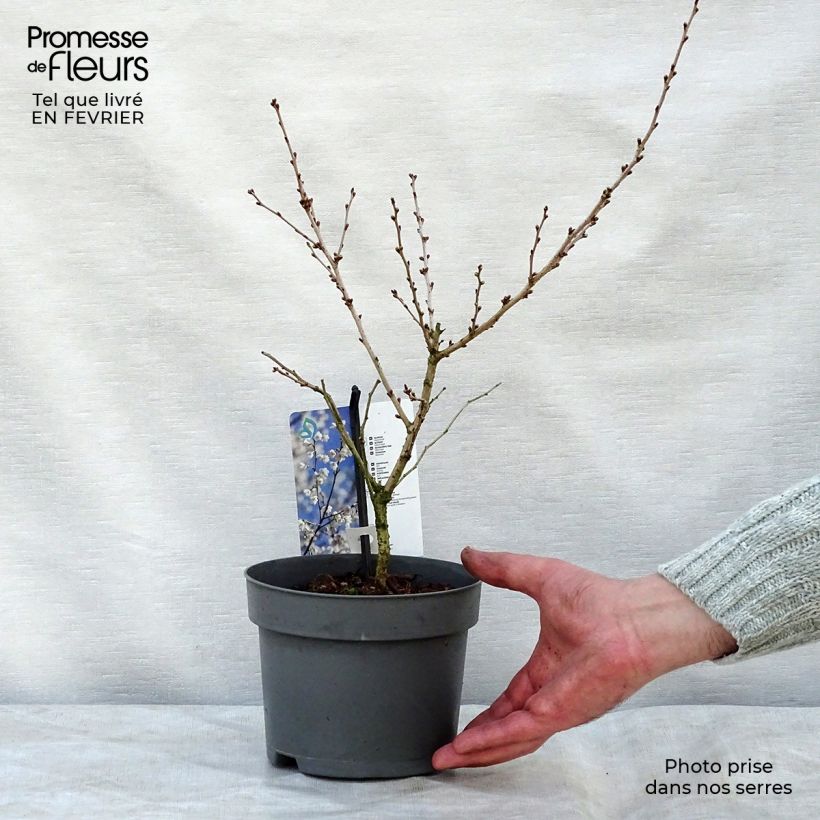 Cerisier à fleurs du Japon nain - Prunus incisa Yamadei Pot de 2L/3L Ejemplar entregado en invierno