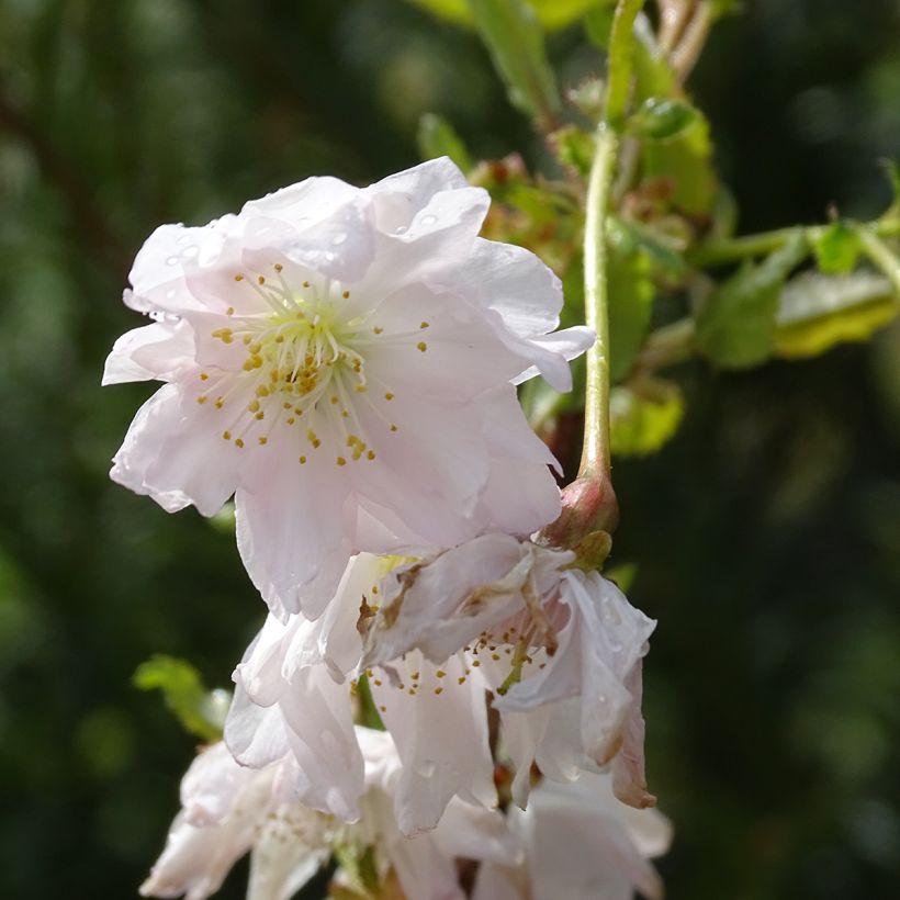 Cerezo enano Japonés Oshidori - Prunus incisa (Floración)