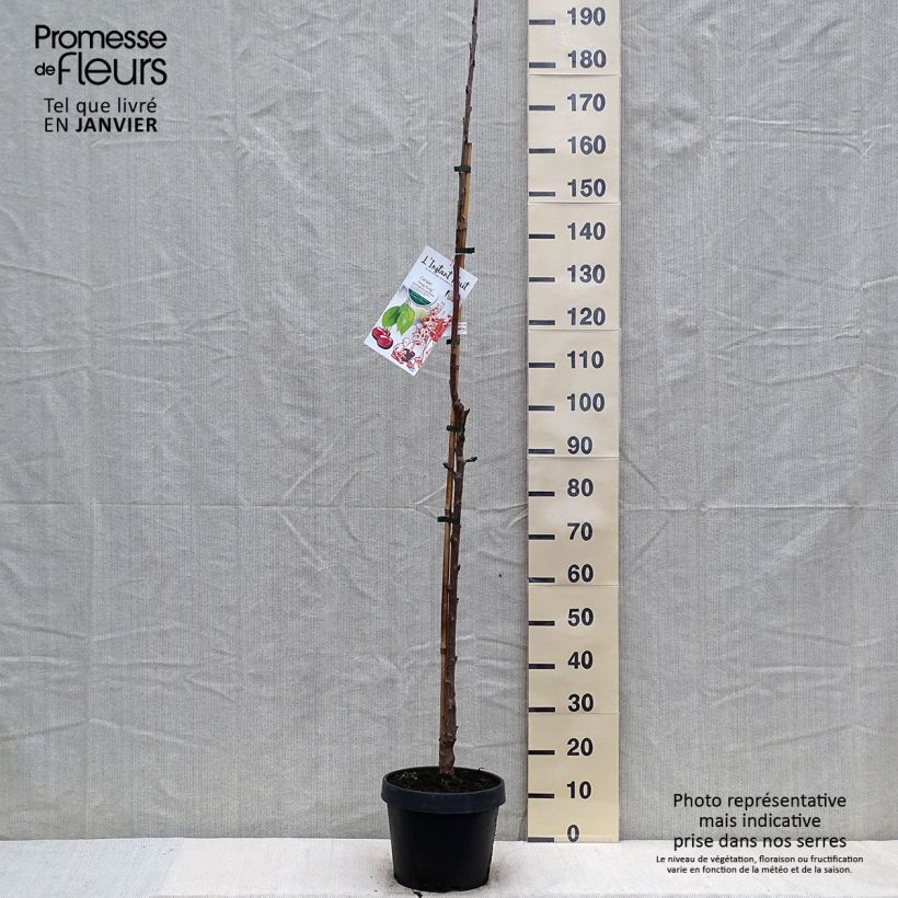 Cerisier colonnaire Hong Kong - Prunus cerasus Pot de 6L/7L Ejemplar entregado en invierno