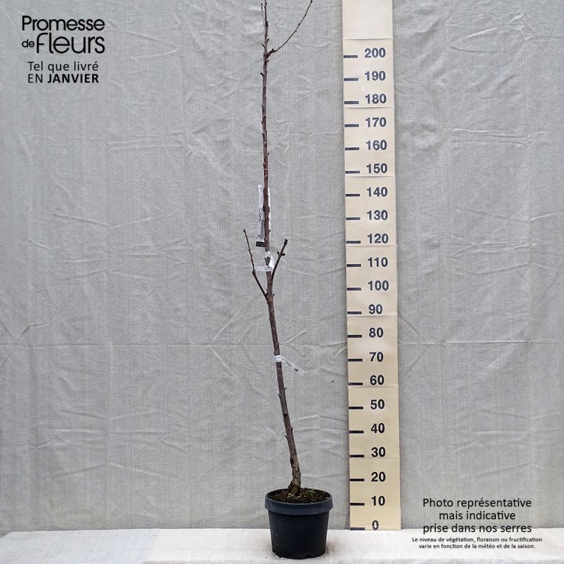 Cerisier colonnaire Shangai - Prunus cerasus Pot de 6L/7L Ejemplar entregado en invierno