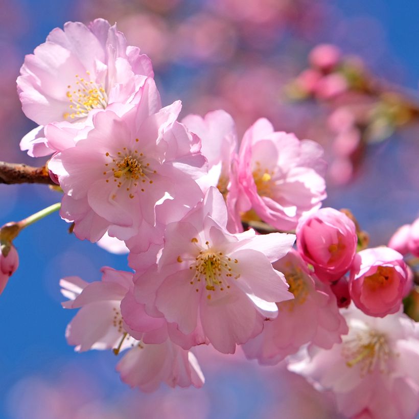 Cerezo de flor Accolade (Floración)