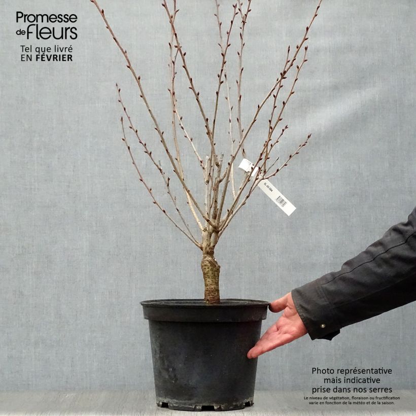 Cerisier du Japon - Prunus serrulata Kanzan 80/100 en pot de 10L Ejemplar entregado en invierno