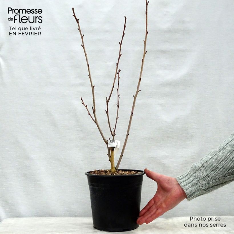 Cerisier du Japon - Prunus serrulata Royal Burgundy Pot de 4L/5L Ejemplar entregado en invierno