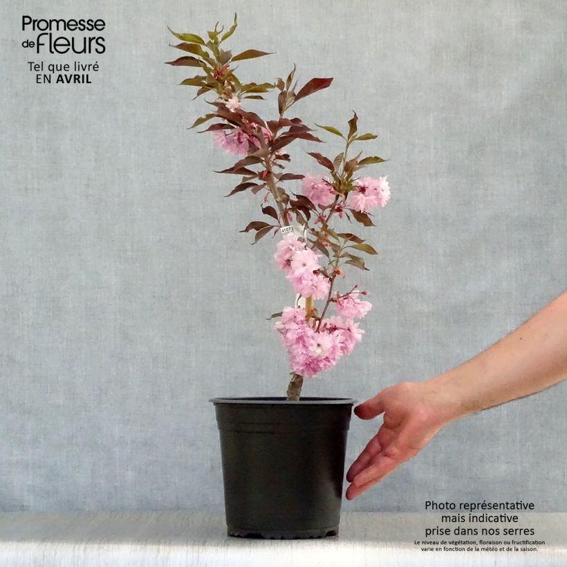 Cerezo japonés Royal Burgundy - Prunus serrulata Maceta 4L/5LAltura de entrega aprox. 60/80cm Ejemplar entregado en la primavera