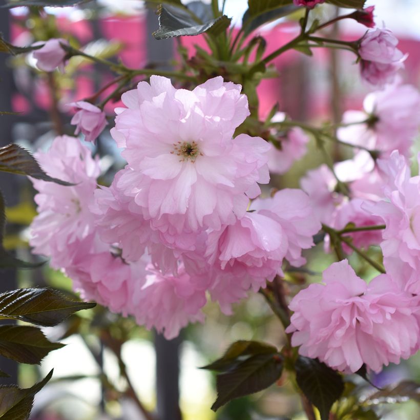 Cerezo japonés Royal Burgundy - Prunus serrulata (Floración)